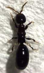 Sclerodermus niveifemur
