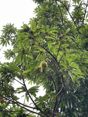 Pouteria campechiana