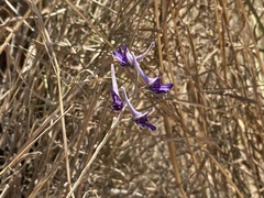 Delphinium peregrinum