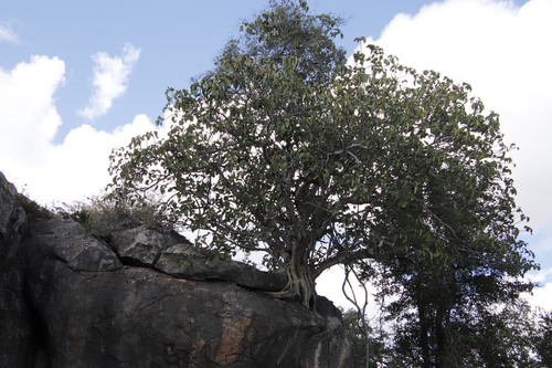 Large-leaved rock fig (Ficus abutilifolia)