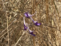 Delphinium peregrinum