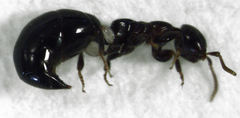 Sclerodermus niveifemur