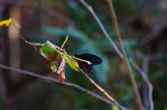 Parides montezuma