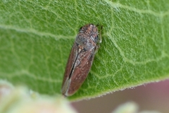 Graphocephala uhleri