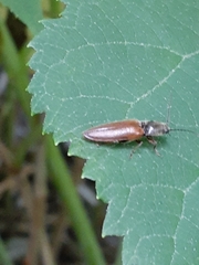Hemicrepidius decoloratus