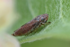 Graphocephala uhleri