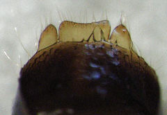 Sclerodermus niveifemur