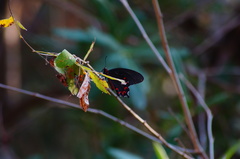 Parides montezuma