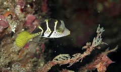 Paraluteres prionurus