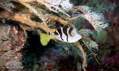 Paraluteres prionurus