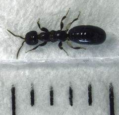 Sclerodermus niveifemur