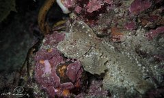 Aploactisoma milesii