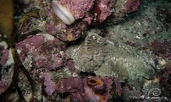 Aploactisoma milesii