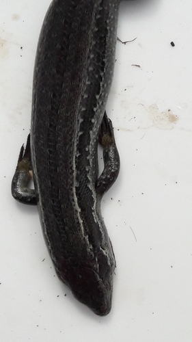New Zealand Grass Skink, 21 Seafront Rd, Castlecliff, Whanganui 4501, New Zealand, photo 9 of 10
