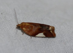 Clepsis persicana