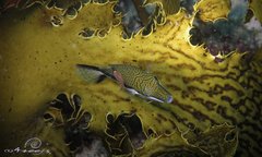 Canthigaster callisterna