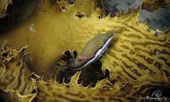 Canthigaster callisterna
