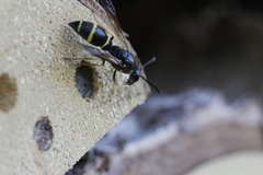 Symmorphus angustatus