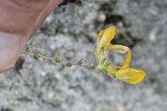 Aspalathus intervallaris
