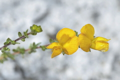 Aspalathus intervallaris