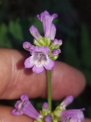 Penstemon euglaucus