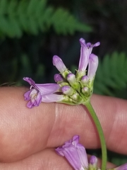 Penstemon euglaucus