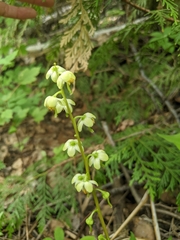Pyrola chlorantha