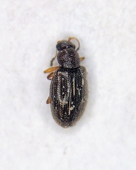 Latridiidae