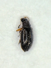 Latridiidae