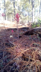 Castilleja spiranthoides