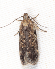 Chionodes pereyra