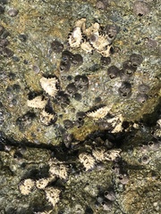 Saccostrea cuccullata