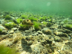Sphoeroides lobatus