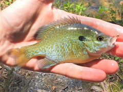 Lepomis auritus × macrochirus