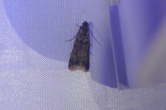 Ancylosis undulatella