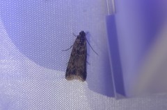 Ancylosis undulatella