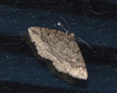Pterospoda nigrescens