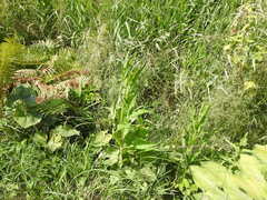 Dipsacus fullonum