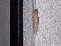 Phragmataecia castaneae