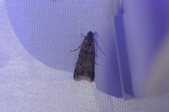 Ancylosis undulatella