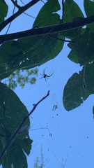 Mecynogea lemniscata