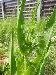 Dipsacus fullonum