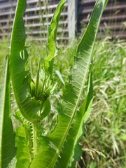 Dipsacus fullonum