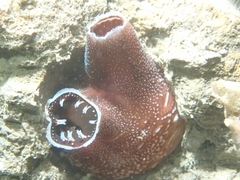 Zirfaea pilsbryi