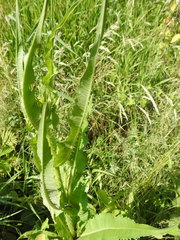 Dipsacus fullonum