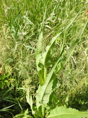 Dipsacus fullonum