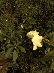 Rhododendron mucronatum