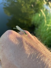 Ischnura pumilio