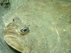 Paralichthys californicus