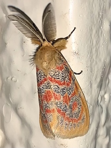 Euproctoides acrisia